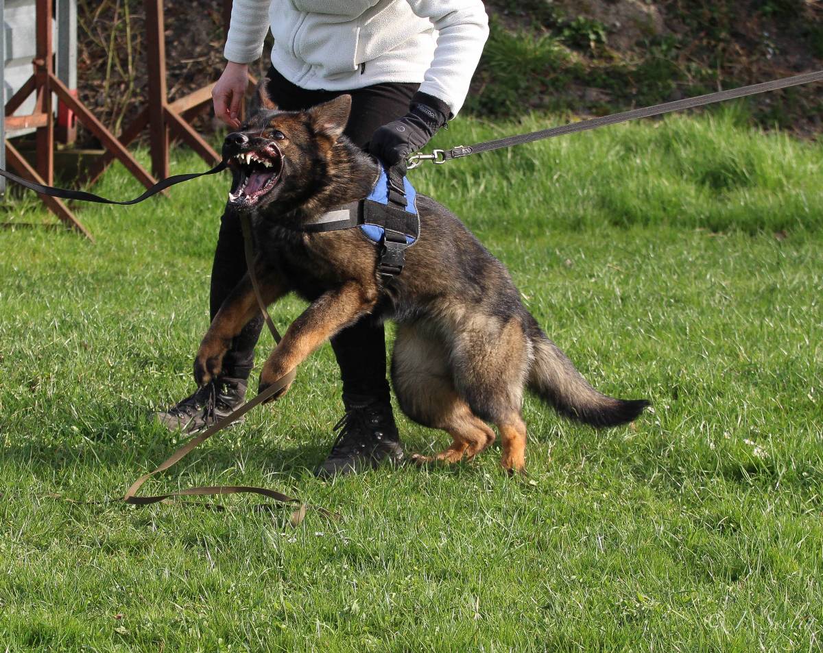 DDR Schäferhund Pochin Vom Muldenschlößchen